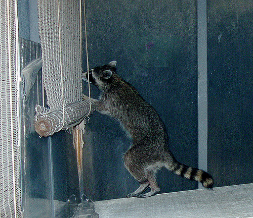 Harmful Misconceptions About Home Invasions